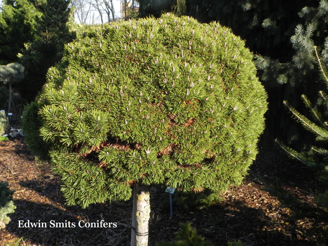 Pinus mugo 'Mini Mini' ('W.B. on Valley Cushion')